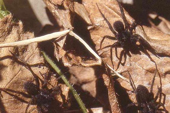 myth-all-spiders-make-webs-burke-museum